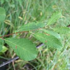 Attēlu rezultāti vaicājumam “Salix aurita leaf”
