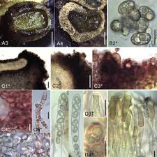 Attēlu rezultāti vaicājumam “Hyaloscypha hyalina”