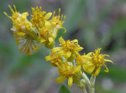 Attēlu rezultāti vaicājumam “Solidago canadensis flower”