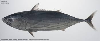 Image result for Katsuwonus pelamis