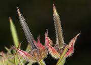 Attēlu rezultāti vaicājumam “Geranium dissectum fruit”