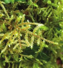 Attēlu rezultāti vaicājumam “Rhytidiadelphus subpinnatus”