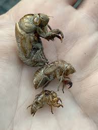 Attēlu rezultāti vaicājumam “exuvia”