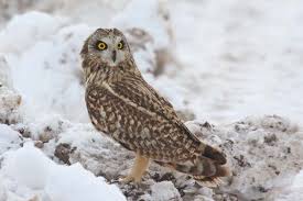 Attēlu rezultāti vaicājumam “Asio flammeus adult”