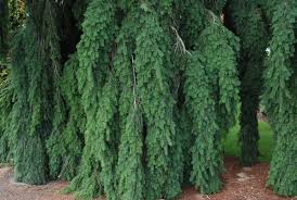 Attēlu rezultāti vaicājumam “Pseudotsuga menziesii flower”