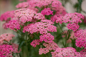 Attēlu rezultāti vaicājumam “Achillea salicifolia flower”