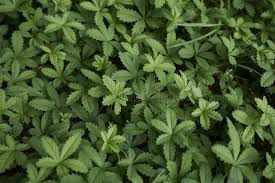 Attēlu rezultāti vaicājumam “Potentilla reptans bud”