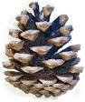 Conifer cone - Wikipedia, the free encyclopedia