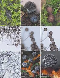 Attēlu rezultāti vaicājumam “Lamproderma arcyrioides stalked”