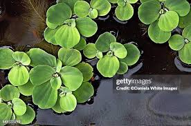 Attēlu rezultāti vaicājumam “Pistia stratiotes leaf”