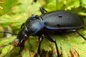 Attēlu rezultāti vaicājumam “Carabus violaceus”