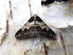 Attēlu rezultāti vaicājumam “Agriopis leucophaearia”