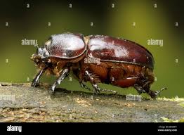 Attēlu rezultāti vaicājumam “Oryctes nasicornis”