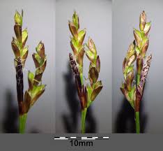 Attēlu rezultāti vaicājumam “Carex digitata”