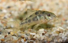 Image result for fish corydoras