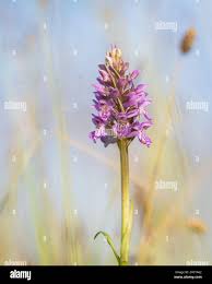 Attēlu rezultāti vaicājumam “Dactylorhiza majalis subsp. baltica leaf”