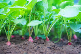 Image result for Radieschen