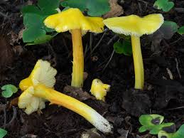 Attēlu rezultāti vaicājumam “Hygrocybe acutoconica”