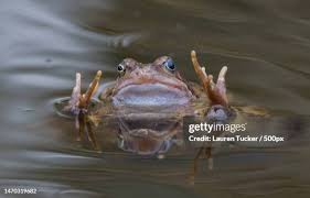 Image result for Bath Amphibians