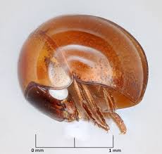 Attēlu rezultāti vaicājumam “Leiodidae”