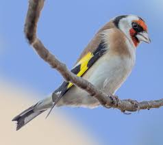 Attēlu rezultāti vaicājumam “Carduelis carduelis”