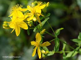 Attēlu rezultāti vaicājumam “Hypericum perforatum”