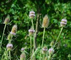 Attēlu rezultāti vaicājumam “Dipsacus fullonum flower”