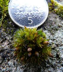 Attēlu rezultāti vaicājumam “Orthotrichum diaphanum”