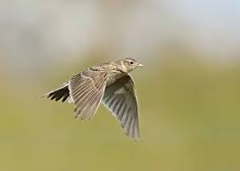 Attēlu rezultāti vaicājumam “Alauda arvensis adult”
