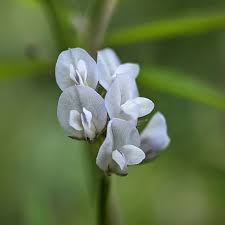 Attēlu rezultāti vaicājumam “Vicia hirsuta flower”