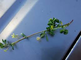 Attēlu rezultāti vaicājumam “Medicago lupulina bud”