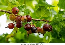 Attēlu rezultāti vaicājumam “Ribes uva-crispa fruit”