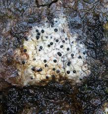 Attēlu rezultāti vaicājumam “Acrocordia gemmata”