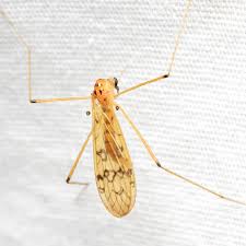 Attēlu rezultāti vaicājumam “Limoniidae”