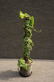 Attēlu rezultāti vaicājumam “Melandrya dubia”