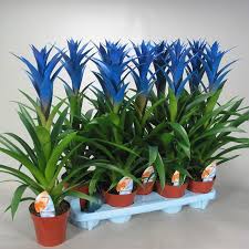 Картинки по запросу гусмания