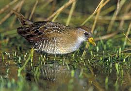 Image result for Porzana carolina