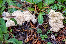 Attēlu rezultāti vaicājumam “Didymium spongiosum”