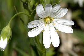 Attēlu rezultāti vaicājumam “Stellaria holostea fruit”