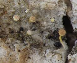 Attēlu rezultāti vaicājumam “Sclerophora pallida”