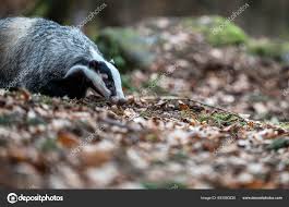 Attēlu rezultāti vaicājumam “Meles meles adult”