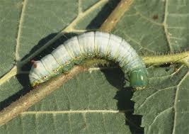 Attēlu rezultāti vaicājumam “Ptilodon capucina larva”