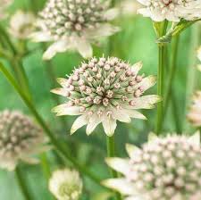 Attēlu rezultāti vaicājumam “Astrantia major flower”