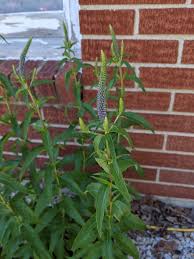 Attēlu rezultāti vaicājumam “Veronica longifolia leaf”