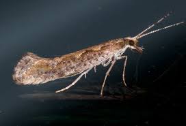 Attēlu rezultāti vaicājumam “Plutella xylostella”