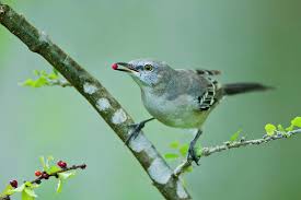 Image result for Mimus polyglottos