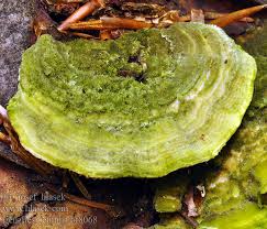 Attēlu rezultāti vaicājumam “Lenzites betulina”