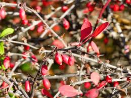 Attēlu rezultāti vaicājumam “Berberis thunbergii fruit”