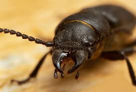 Attēlu rezultāti vaicājumam “Spondylis buprestoides”