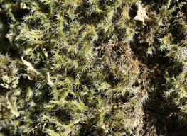 Attēlu rezultāti vaicājumam “Racomitrium heterostichum”